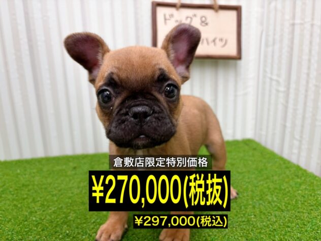 岡山県のフレンチブルドッグ (アミーゴ倉敷店/2026年1月20日生まれ/男の子/フォーン)の子犬の1枚目の画像