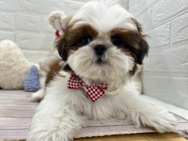 岡山県のシーズー (ワンキャラット アミーゴ岡南店/2025年12月25日生まれ/男の子/ゴールドホワイト)の子犬の1枚目の画像