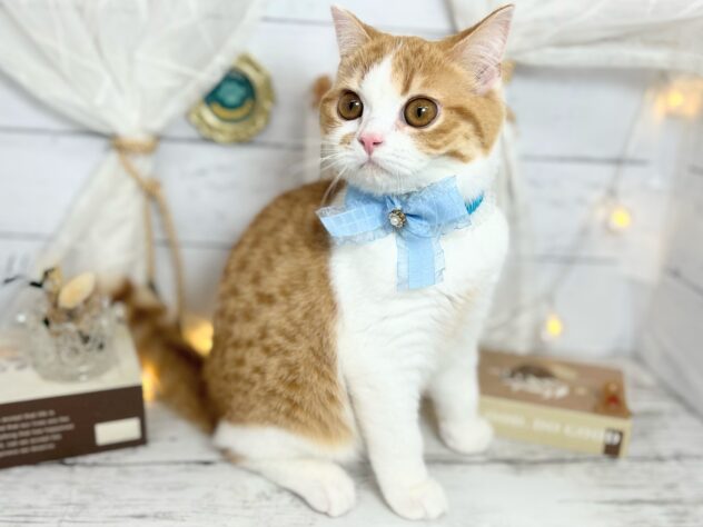 香川県のスコティッシュフォールド (ワンキャラット アミーゴ屋島店/2025年9月29日生まれ/男の子/レッドタビーホワイト)の子猫の2枚目の画像