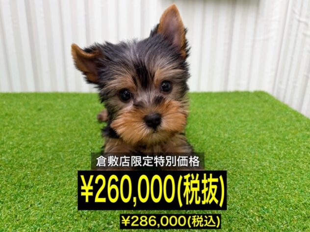 岡山県のヨークシャーテリア (アミーゴ倉敷店/2026年1月26日生まれ/女の子/スチールブルータン)の子犬