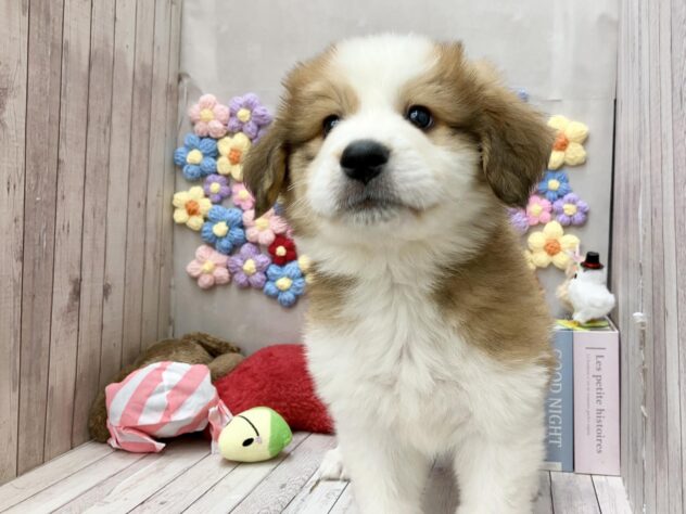 岡山県のハーフ犬・ミックス犬 (ワンキャラット アミーゴ高屋店/2026年1月9日生まれ/女の子/レッドホワイト)の子犬の2枚目の画像