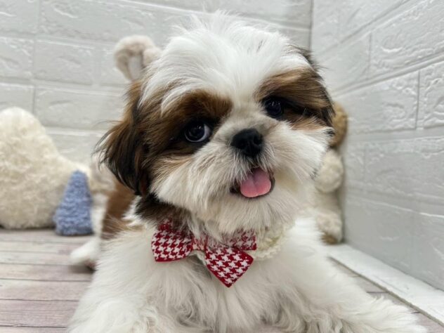 岡山県のシーズー (ワンキャラット アミーゴ岡南店/2025年12月25日生まれ/男の子/ゴールドホワイト)の子犬の2枚目の画像