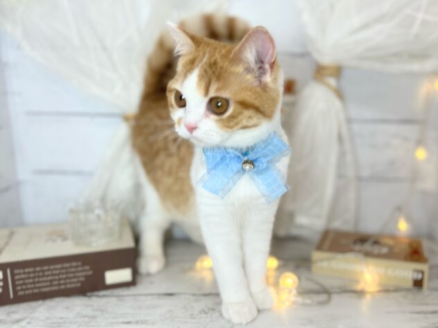 香川県のスコティッシュフォールド (ワンキャラット アミーゴ屋島店/2025年9月29日生まれ/男の子/レッドタビーホワイト)の子猫の3枚目の画像