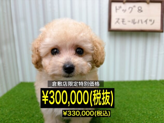 岡山県のトイプードル(トイ) (アミーゴ倉敷店/2026年1月14日生まれ/女の子/クリーム)の子犬