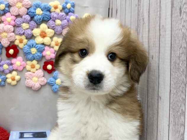 岡山県のハーフ犬・ミックス犬 (ワンキャラット アミーゴ高屋店/2026年1月9日生まれ/女の子/レッドホワイト)の子犬の1枚目の画像