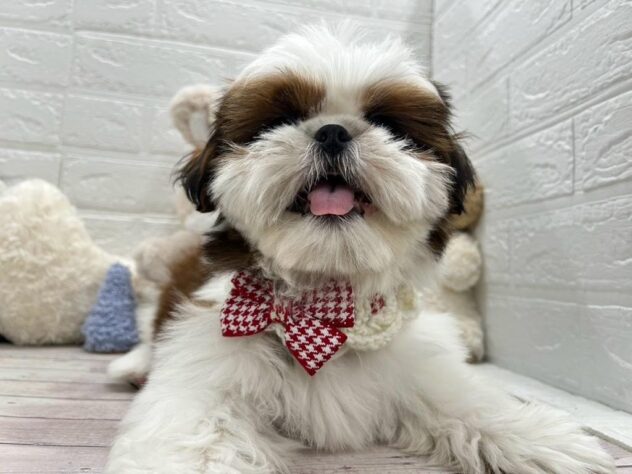 岡山県のシーズー (ワンキャラット アミーゴ岡南店/2025年12月25日生まれ/男の子/ゴールドホワイト)の子犬の4枚目の画像