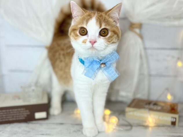 香川県のスコティッシュフォールド (ワンキャラット アミーゴ屋島店/2025年9月29日生まれ/男の子/レッドタビーホワイト)の子猫の1枚目の画像