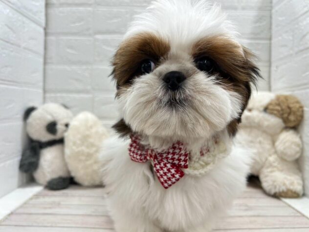 岡山県のシーズー (ワンキャラット アミーゴ岡南店/2025年12月25日生まれ/男の子/ゴールドホワイト)の子犬の3枚目の画像