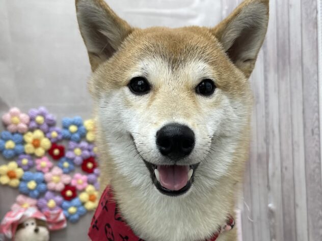 岡山県の豆柴 (ワンキャラット アミーゴ高屋店/2025年8月23日生まれ/男の子/赤)の子犬の2枚目の画像