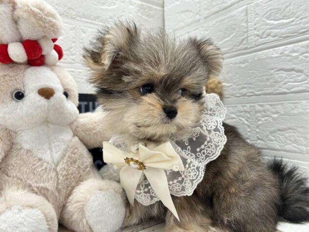 岡山県のハーフ犬・ミックス犬 (ワンキャラット アミーゴ岡南店/2025年12月21日生まれ/女の子/フォーン)の子犬の2枚目の画像