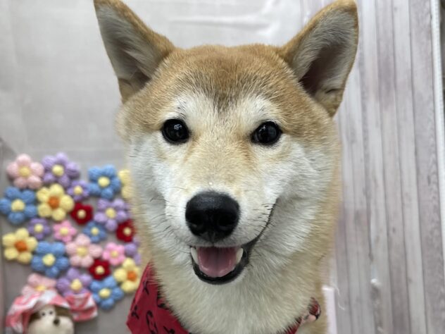 岡山県の豆柴 (ワンキャラット アミーゴ高屋店/2025年8月23日生まれ/男の子/赤)の子犬の1枚目の画像