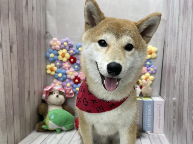 岡山県の豆柴 (ワンキャラット アミーゴ高屋店/2025年8月23日生まれ/男の子/赤)の子犬の3枚目の画像