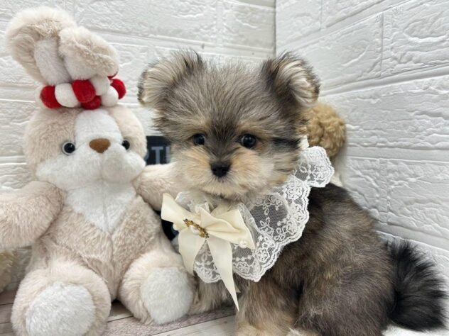 岡山県のハーフ犬・ミックス犬 (ワンキャラット アミーゴ岡南店/2025年12月21日生まれ/女の子/フォーン)の子犬の1枚目の画像