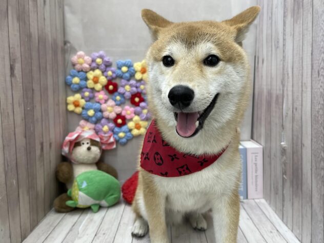 岡山県の豆柴 (ワンキャラット アミーゴ高屋店/2025年8月23日生まれ/男の子/赤)の子犬の4枚目の画像