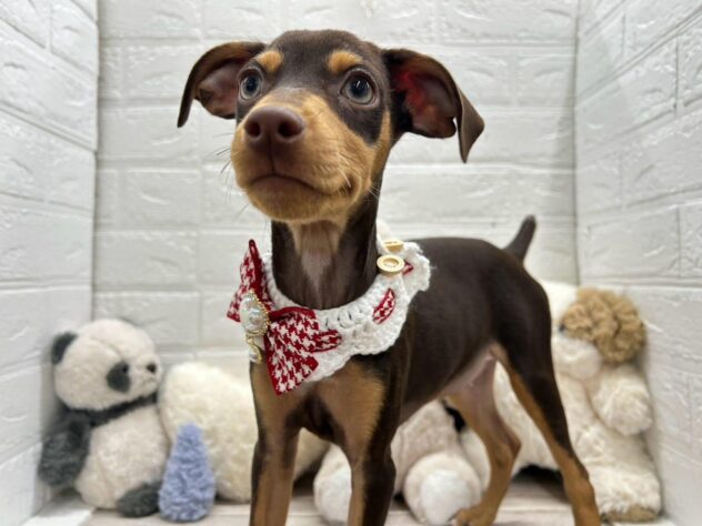 岡山県のミニチュアピンシャー (ワンキャラット アミーゴ岡南店/2025年11月23日生まれ/女の子/チョコレートタン)の子犬の3枚目の画像