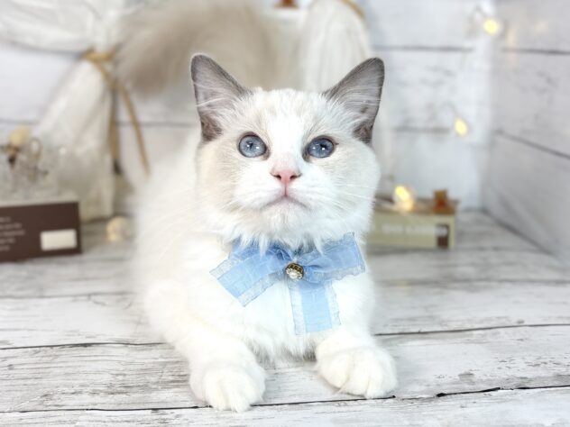 香川県のラグドール (ワンキャラット アミーゴ屋島店/2025年8月16日生まれ/女の子/ブルーリンクスポイントバイカラー)の子猫の1枚目の画像