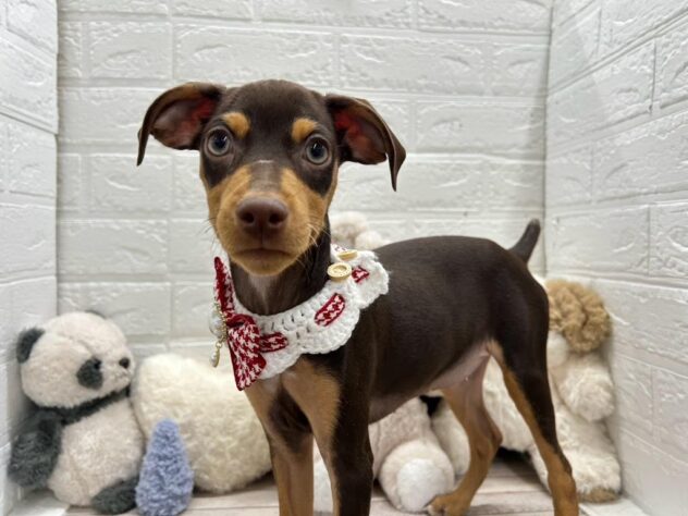 岡山県のミニチュアピンシャー (ワンキャラット アミーゴ岡南店/2025年11月23日生まれ/女の子/チョコレートタン)の子犬の2枚目の画像