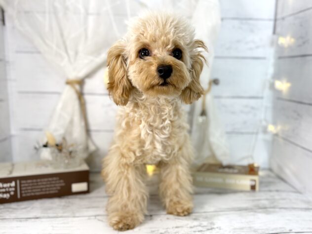 2025年10月9日生まれのトイプードル(トイ)