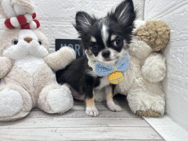 岡山県のチワワ(ロング) (ワンキャラット アミーゴ岡南店/2025年11月27日生まれ/男の子/ブラックタンホワイト)の子犬の2枚目の画像