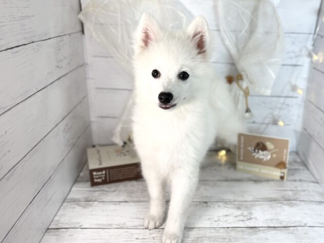 香川県の日本スピッツ (ワンキャラット アミーゴ屋島店/2025年11月16日生まれ/女の子/ホワイト)の子犬の1枚目の画像