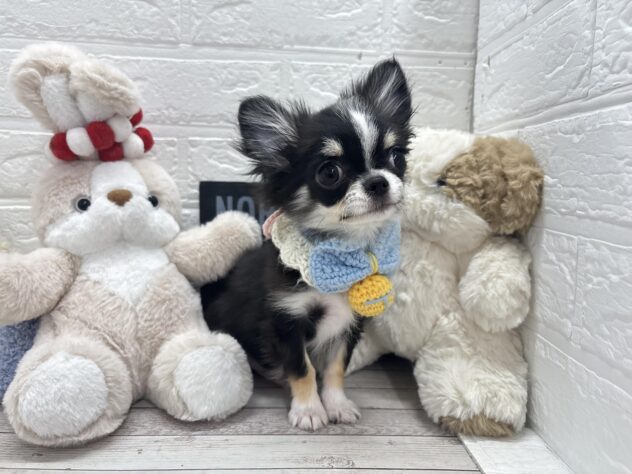 岡山県のチワワ(ロング) (ワンキャラット アミーゴ岡南店/2025年11月27日生まれ/男の子/ブラックタンホワイト)の子犬の3枚目の画像