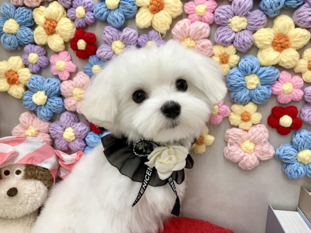 岡山県のマルチーズ (ワンキャラット アミーゴ高屋店/2025年10月15日生まれ/男の子/ホワイト)の子犬の1枚目の画像