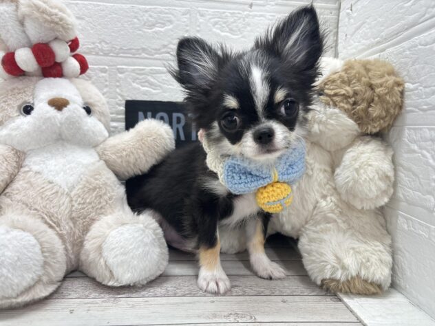 岡山県のチワワ(ロング) (ワンキャラット アミーゴ岡南店/2025年11月27日生まれ/男の子/ブラックタンホワイト)の子犬の1枚目の画像