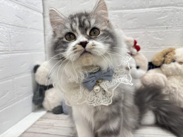 岡山県のスコティッシュフォールド (ワンキャラット アミーゴ岡南店/2025年10月29日生まれ/男の子/ブルータビーホワイト)の子猫の1枚目の画像