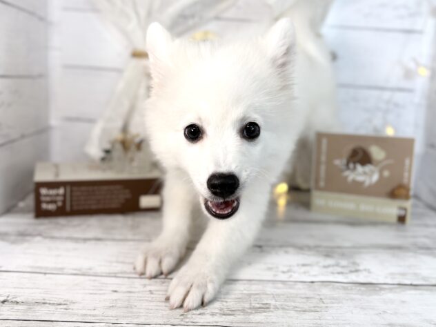 香川県の日本スピッツ (ワンキャラット アミーゴ屋島店/2025年11月16日生まれ/女の子/ホワイト)の子犬の2枚目の画像