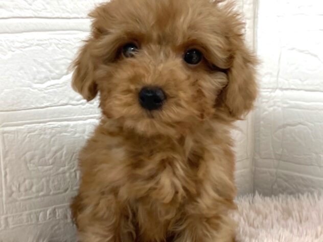 岡山県のトイプードル(トイ) (アミーゴ津山店/2025年12月30日生まれ/男の子/レッドフォーン)の子犬