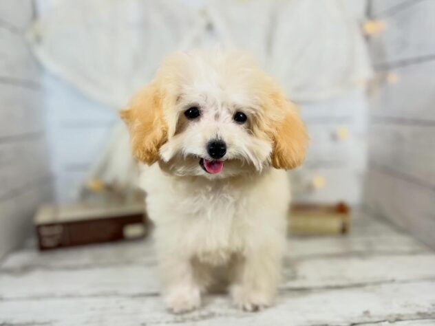 香川県のトイプードル(トイ) (ワンキャラット アミーゴ屋島店/2025年10月20日生まれ/女の子/ペールフォーン)の子犬の1枚目の画像