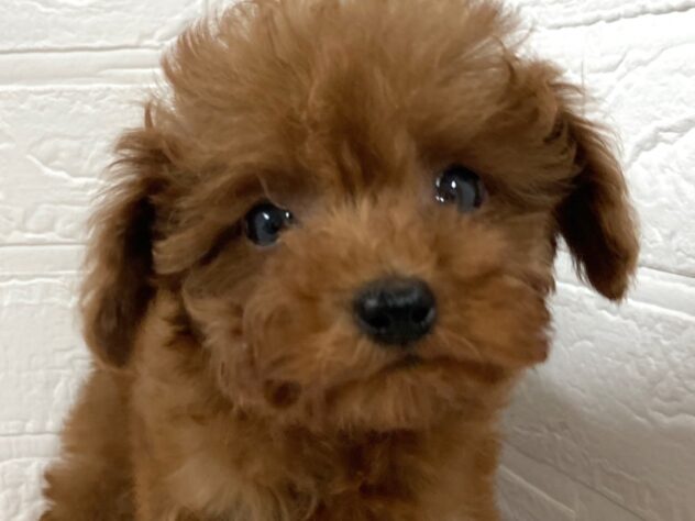 岡山県のトイプードル(トイ) (アミーゴ津山店/2025年12月30日生まれ/女の子/レッドフォーン)の子犬