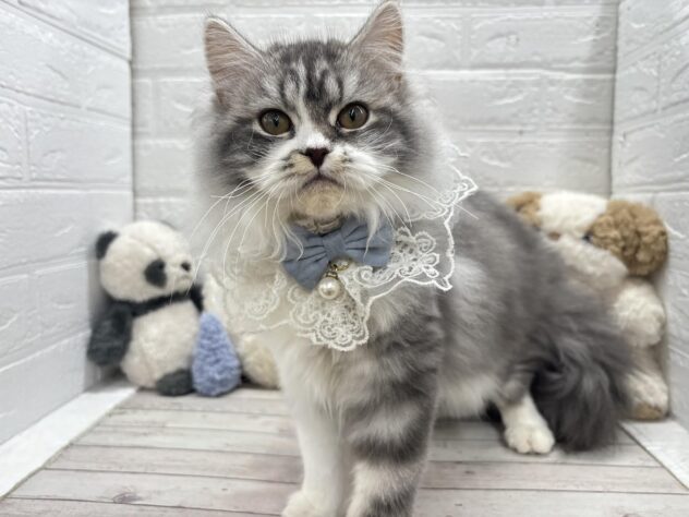 岡山県のスコティッシュフォールド (ワンキャラット アミーゴ岡南店/2025年10月29日生まれ/男の子/ブルータビーホワイト)の子猫の2枚目の画像