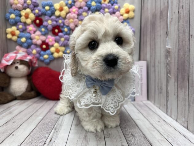 岡山県のハーフ犬・ミックス犬 (ワンキャラット アミーゴ高屋店/2026年1月28日生まれ/男の子/クリーム)の子犬の1枚目の画像