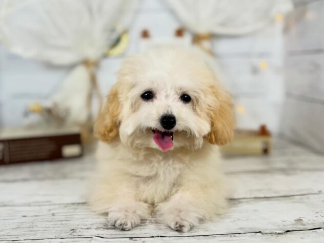 香川県のトイプードル(トイ) (ワンキャラット アミーゴ屋島店/2025年10月20日生まれ/女の子/ペールフォーン)の子犬の2枚目の画像