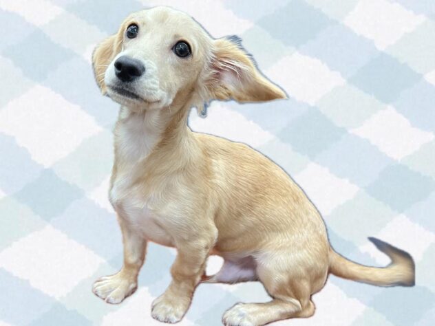 岡山県のハーフ犬・ミックス犬 (ワンキャラット アミーゴ岡南店/2025年10月27日生まれ/男の子/クリーム)の子犬の2枚目の画像