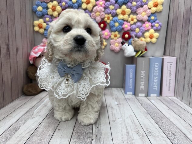 岡山県のハーフ犬・ミックス犬 (ワンキャラット アミーゴ高屋店/2026年1月28日生まれ/男の子/クリーム)の子犬の3枚目の画像