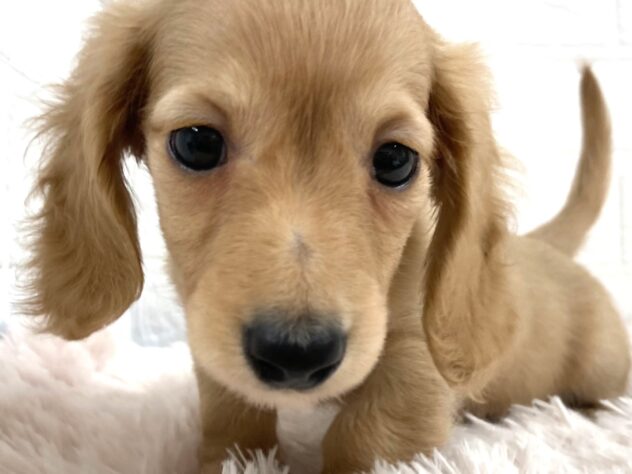 岡山県のミニチュアダックスフンド(ロング) (アミーゴ津山店/2026年1月3日生まれ/男の子/イエロー)の子犬