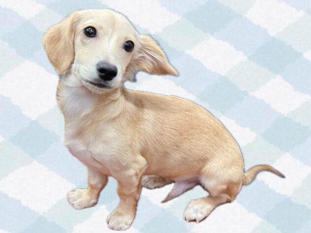 岡山県のハーフ犬・ミックス犬 (ワンキャラット アミーゴ岡南店/2025年10月27日生まれ/男の子/クリーム)の子犬の1枚目の画像