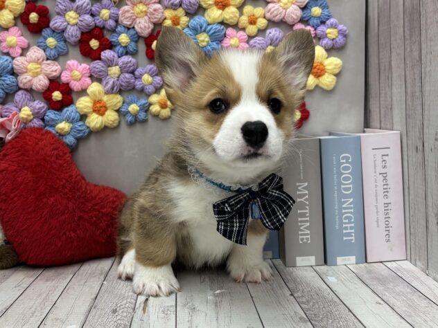 岡山県のウェルシュコーギーペンブローク (ワンキャラット アミーゴ高屋店/2026年1月20日生まれ/男の子/レッドホワイト)の子犬の1枚目の画像