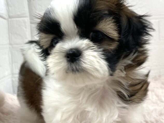 岡山県のシーズー (アミーゴ津山店/2026年1月6日生まれ/女の子/ゴールドホワイト)の子犬の1枚目の画像