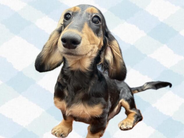 岡山県のカニンヘンダックスフンド(ロング) (ワンキャラット アミーゴ岡南店/2025年11月3日生まれ/男の子/ブラックタン)の子犬の1枚目の画像