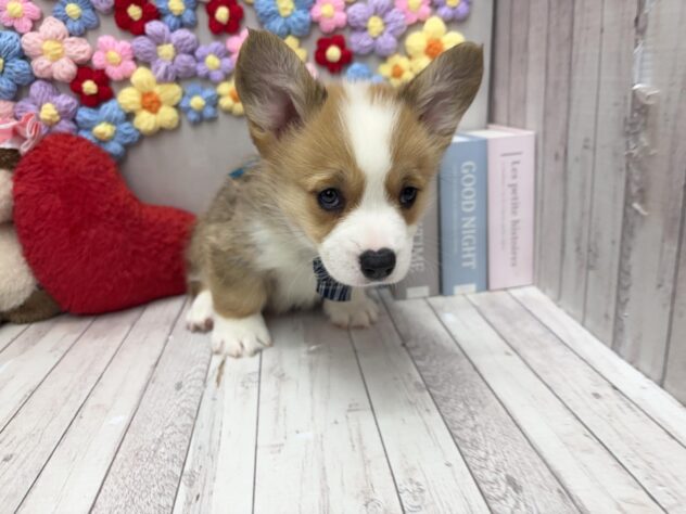岡山県のウェルシュコーギーペンブローク (ワンキャラット アミーゴ高屋店/2026年1月20日生まれ/男の子/レッドホワイト)の子犬の2枚目の画像
