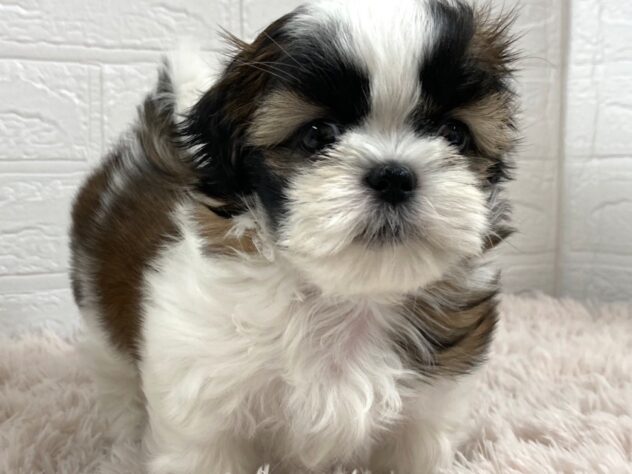 岡山県のシーズー (アミーゴ津山店/2026年1月6日生まれ/女の子/ゴールドホワイト)の子犬の1枚目の画像