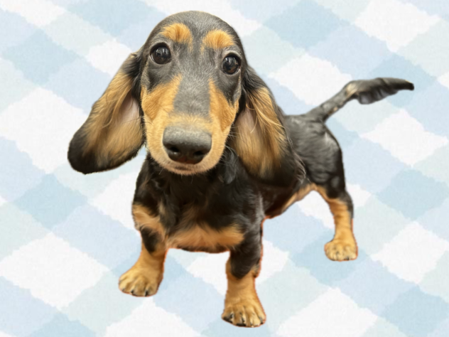 岡山県のカニンヘンダックスフンド(ロング) (ワンキャラット アミーゴ岡南店/2025年11月3日生まれ/男の子/ブラックタン)の子犬の2枚目の画像