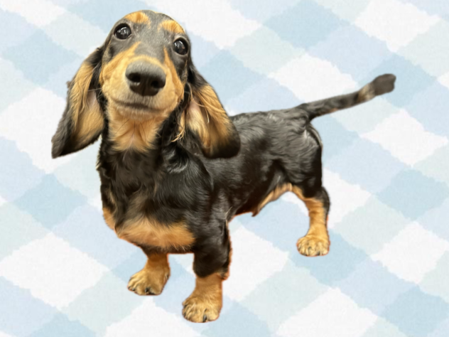 岡山県のカニンヘンダックスフンド(ロング) (ワンキャラット アミーゴ岡南店/2025年11月3日生まれ/男の子/ブラックタン)の子犬の3枚目の画像