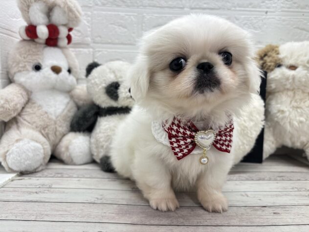 岡山県のペキニーズ (ワンキャラット アミーゴ岡南店/2026年1月28日生まれ/女の子/ホワイト)の子犬の2枚目の画像