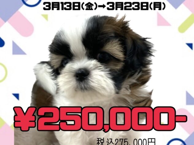 岡山県のシーズー (アミーゴ津山店/2026年1月6日生まれ/女の子/ゴールドホワイト)の子犬