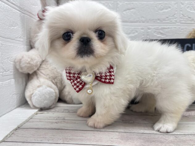 岡山県のペキニーズ (ワンキャラット アミーゴ岡南店/2026年1月28日生まれ/女の子/ホワイト)の子犬の3枚目の画像