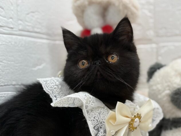 2026年1月9日生まれのエキゾチック